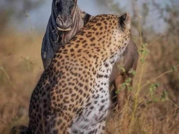 Bed and Breakfast Maasai Mara Safari Camp In Kenya Sekenani Екстер'єр фото