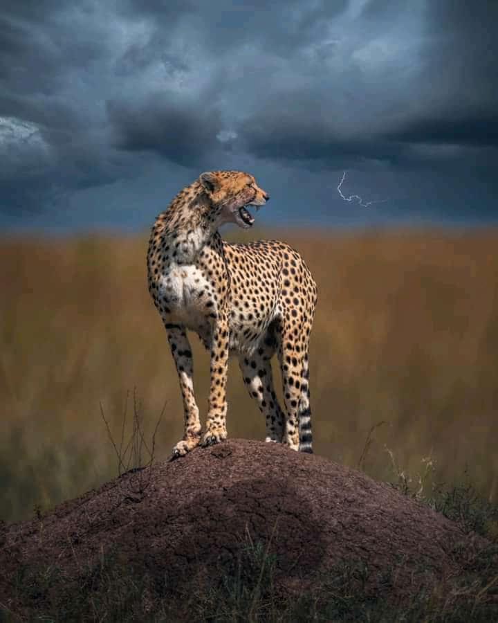 Bed and Breakfast Maasai Mara Safari Camp In Kenya Sekenani Екстер'єр фото