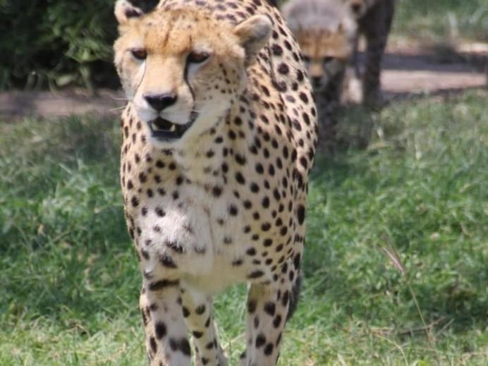 Bed and Breakfast Maasai Mara Safari Camp In Kenya Sekenani Екстер'єр фото