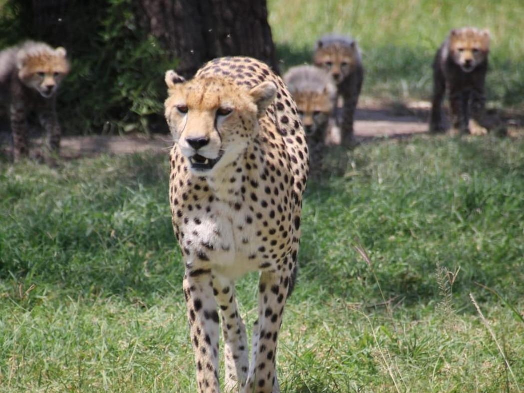 Bed and Breakfast Maasai Mara Safari Camp In Kenya Sekenani Екстер'єр фото