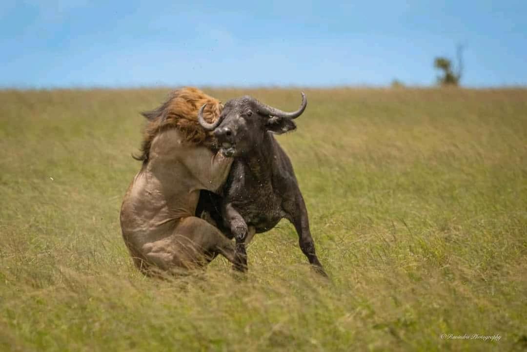 Bed and Breakfast Maasai Mara Safari Camp In Kenya Sekenani Екстер'єр фото